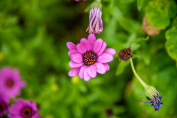 Obraz premium bee on a flower