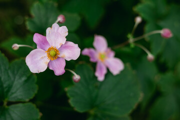 Beautiful pink flowers bloom among green leaves in a serene garden setting during late spring