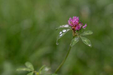 Drops of morning dew on a pink clover flower.
