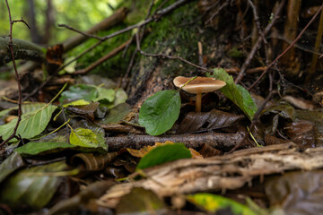 Light brown gilled mushroom growing near an alder trunk.
