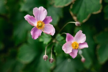 Delicate pink flowers bloom gracefully among green leaves in a serene garden setting