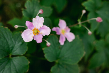 Beautiful pink flowers bloom among lush green leaves in a serene garden setting during springtime