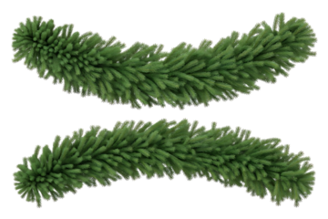 Two green fir branches isolated on transparent background, perfect for christmas decor