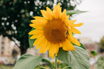 Naklejka premium Bright sunflower blooms in a park setting on an overcast day celebrating nature's beauty