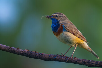 Obraz premium bluethroat on the branch