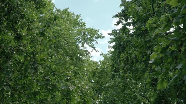 Lush Green Tree Leaves Gently Swaying in the Wind Against a Blue Sky Background ( urwah al bariqi )
