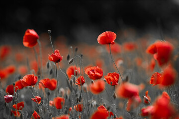 Obraz premium Red poppies in a poppies field. Remembrance or armistice day.
