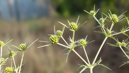Spikes of Thorny Wildflowers