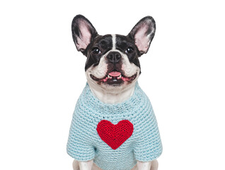 Cute puppy and a heart-shaped pattern on a knitted sweater. Dog smile. Greeting card. Close-up. Studio shot, cut out. Congratulations for family, relatives, friends and colleagues. Pets care concept