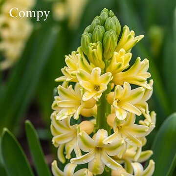 Close-up of a Yellow Hyacinth Compy Flower Spike in Bloom.