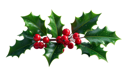  Christmas Holly with Red Berries, Isolated on White Background