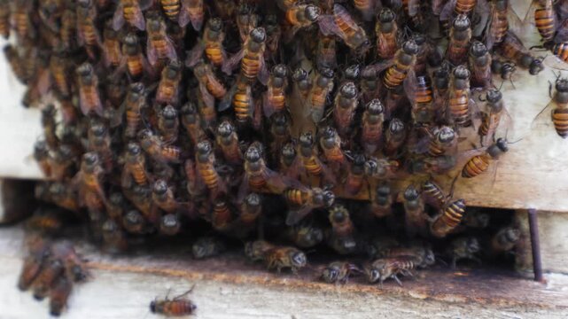 Close up of honey bees clustering outside a wooden beehive box in morning light