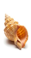 Obraz premium Elegant Seashell - A Captivating Close-Up of Natures Artistry on White.