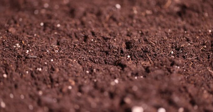 details of brown fertile soil for growing seedlings or use to improve the soil , fertile soil mixed with white pieces of perlite to improve the quality of soil looseness and ensure drainage