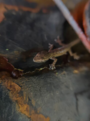 close up of a wild gecko on the fence