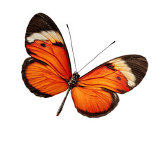 butterfly displaying intricate brown, isolated on transparent background