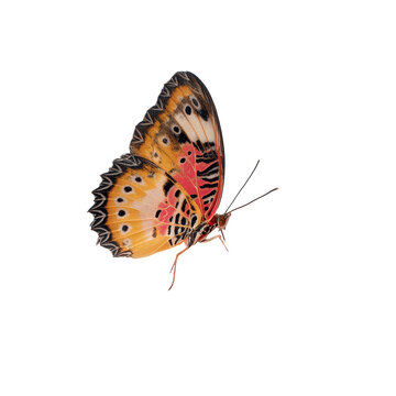 butterfly displaying intricate brown, isolated on transparent background