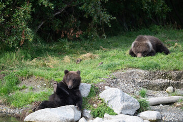 Two Alaskan brown bear cubs on the shoore of Nakek Lake. © Tony Campbell