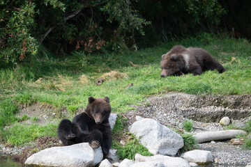 Two Alaskan brown bear cubs on the shoore of Nakek Lake.