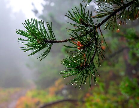 Close-up of dewy green pine needles against a misty, blurred background