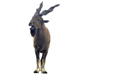 Markhor (Capra falconeri) Isolated on a White Background with Copy Text Space. Majestic Markhor Wild Goat Element for Wildlife Posters, Cultural Themes of Pakistan, and Nature-Inspired Design.PNG File
