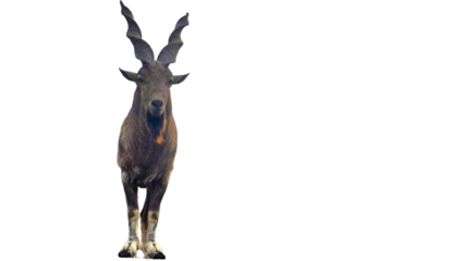 Markhor (Capra falconeri) Isolated on a White Background with Copy Text Space. Majestic Markhor Wild Goat Element for Wildlife Posters, Cultural Themes of Pakistan, and Nature-Inspired Design.PNG File