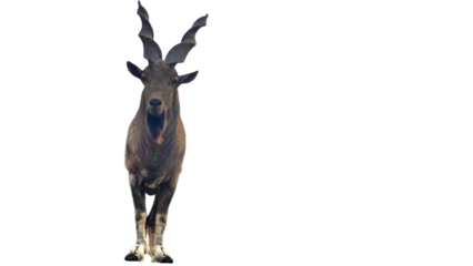 Markhor (Capra falconeri) Isolated on a White Background with Copy Text Space. Majestic Markhor Wild Goat Element for Wildlife Posters, Cultural Themes of Pakistan, and Nature-Inspired Design.PNG File