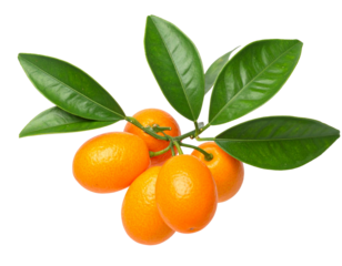 Botanical Illustration of Bitter Orange Branch