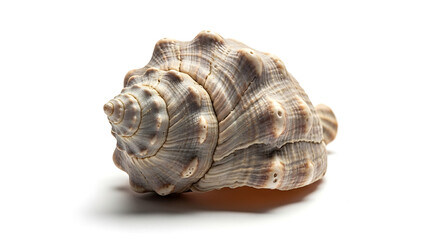 Seashell with natural texture
