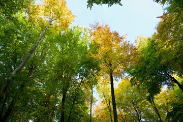 sun shining through colorful trees in the autumn