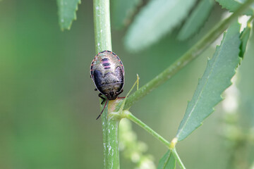 Vernal Shieldbug, Peribalus strictus