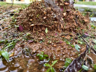 Wet soil and muddy ground with small plants in detail