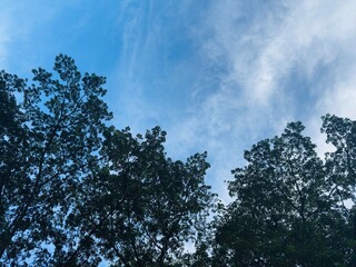 Trees reaching toward the clear blue sky with fluffy clouds