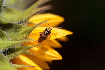 The plant bug Lygus pratensis