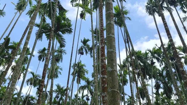 Low angle view of a towering Areca catechu palm tree with its trunk swaying in the wind against a sky backdrop.