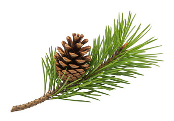 Fototapeta premium Pine cone on a pine branch isolated on transparent background