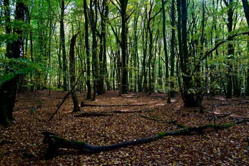 Forest in autumn