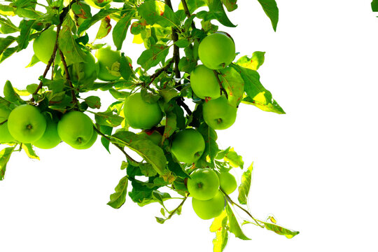Green Apples on Tree Branch (Malus domestica) Isolated on a White Background with Copy Text Space. Fresh Orchard Fruit Element for Agriculture Posters, Nutrition Themes, and Nature-Inspired Design.PNG