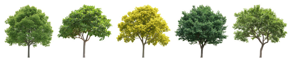 Obraz premium Vibrant diverse trees aligned beautifully