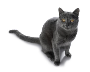 Cute gray cat on white background. Adorable pet