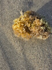 Close-up of translucent marine eggs on wet sand, Isle of Lewis beach, Outer Hebrides, Scotland