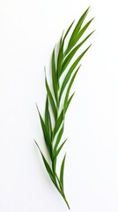 Obraz premium Fresh Green Plant Leaves Arranged on a White Background Showcasing Natural Beauty and Simplicity