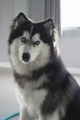 Cute blue eyes and wooly coated Siberian Husky Puppy sitting at home waiting for treats.