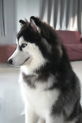 Cute blue eyes and wooly coated Siberian Husky Puppy sitting at home waiting for treats.