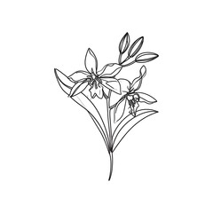 Delicate black line illustration of an orchid flower cluster