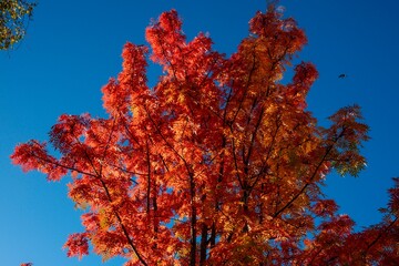 Autumn colours in Helsinki, Finland. 
We call this colourful time: Ruska