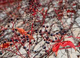 Autumn colours at Helsinki Finland.
We call it: Ruska