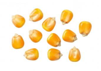 A collection of yellow corn kernels isolated on transparent background