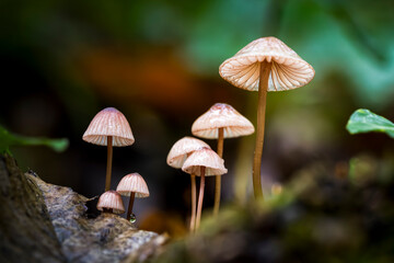 Perfect mushroom in the forest