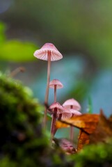 fly agaric mushroom